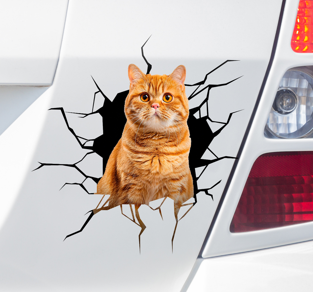 Kat in gat autosticker